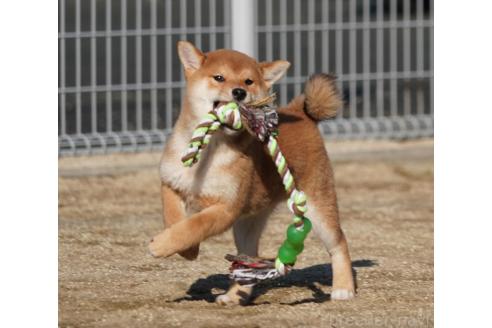 成約済の愛媛県の柴犬-362846の2枚目
