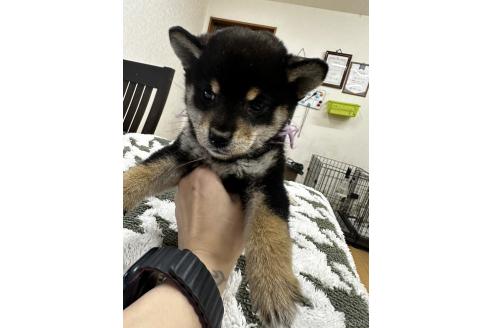 成約済の千葉県の柴犬-360823の17枚目