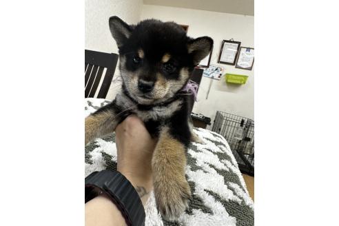 成約済の千葉県の柴犬-360823の16枚目
