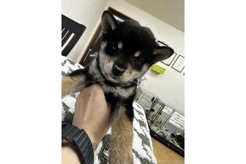 成約済の千葉県の柴犬-360823の15枚目