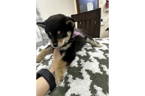 成約済の千葉県の柴犬-360823の14枚目