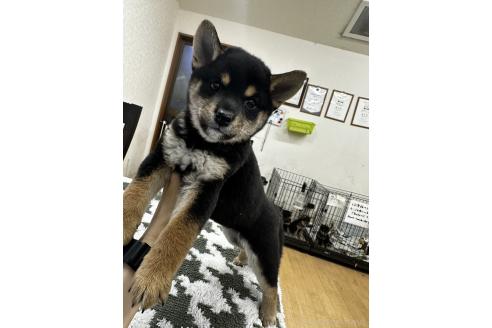 成約済の千葉県の豆柴-358653の10枚目