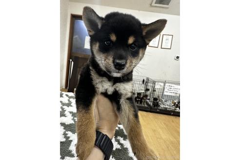 成約済の千葉県の豆柴-358653の9枚目