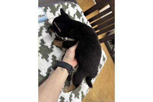 成約済の千葉県の豆柴-358653の7枚目