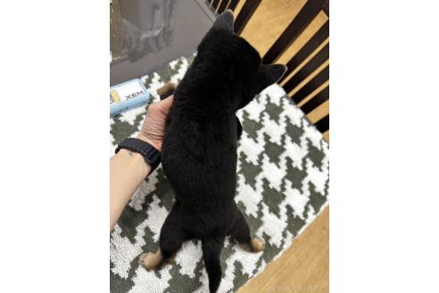 成約済の千葉県の豆柴-358653の6枚目