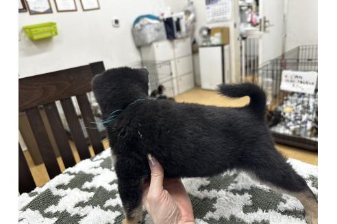 成約済の千葉県の豆柴-358659の4枚目