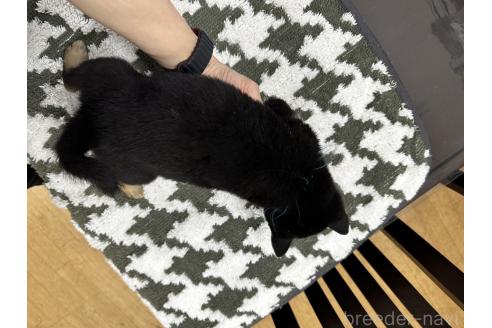 成約済の千葉県の豆柴-358659の2枚目