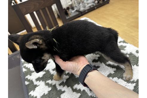 成約済の千葉県の豆柴-358652の8枚目