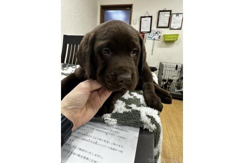 成約済の千葉県のラブラドールレトリーバー-360449の9枚目