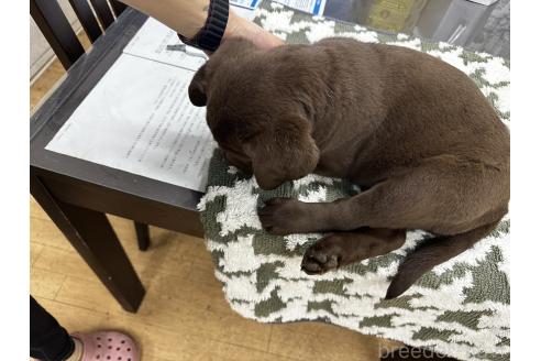 成約済の千葉県のラブラドールレトリーバー-360449の8枚目