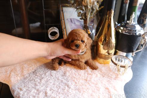 成約済の埼玉県のタイニープードル-362896の4枚目