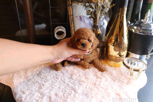 成約済の埼玉県のタイニープードル-362896の2枚目