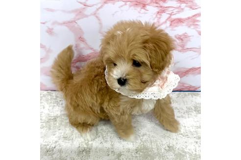 成約済の香川県のマルプー:マルチーズ×トイプードル-362108の3枚目
