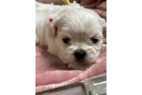 成約済の埼玉県のミックス犬-362936の3枚目