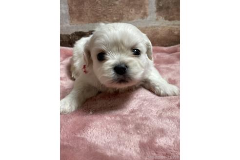 成約済の埼玉県のミックス犬-362936の2枚目