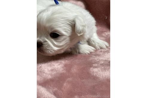 成約済の埼玉県のミックス犬-362943の3枚目