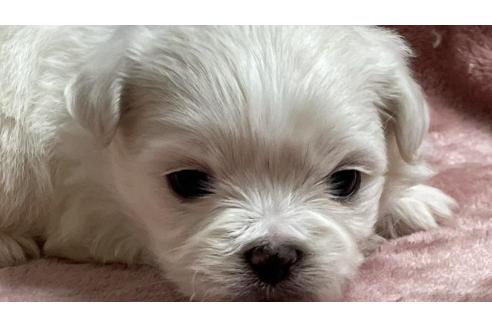 成約済の埼玉県のミックス犬-362943の1枚目