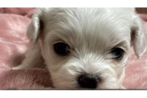 成約済の埼玉県のミックス犬-362945