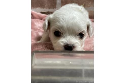 成約済の埼玉県のミックス犬-362945の2枚目