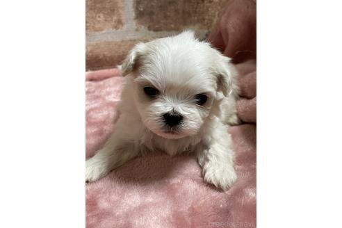 成約済の埼玉県のミックス犬-362947の2枚目
