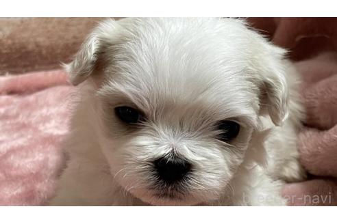 成約済の埼玉県のミックス犬-362947の1枚目