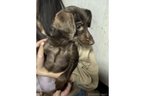 成約済の福岡県のミックス犬-362948の3枚目