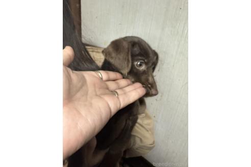 成約済の福岡県のミックス犬-362948の2枚目