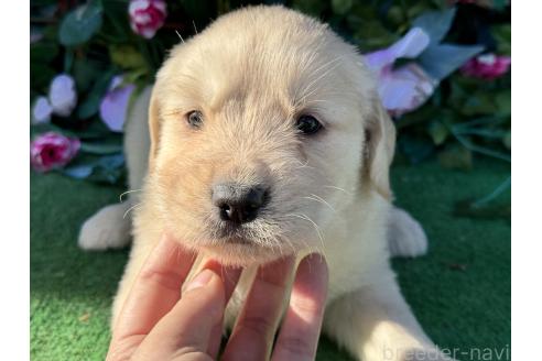 成約済の茨城県のゴールデンレトリーバー-362975の7枚目