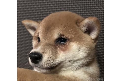成約済の福岡県の豆柴-354526の9枚目