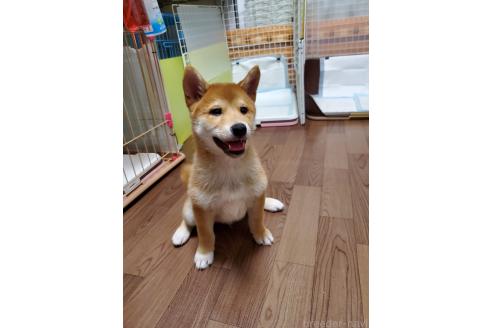 販売中の千葉県の柴犬-356791の12枚目