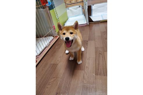 販売中の千葉県の柴犬-356791の11枚目