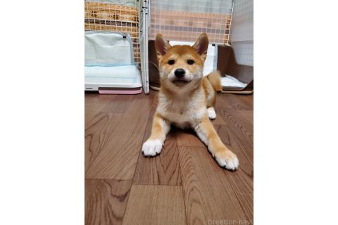 販売中の千葉県の柴犬-356791の10枚目