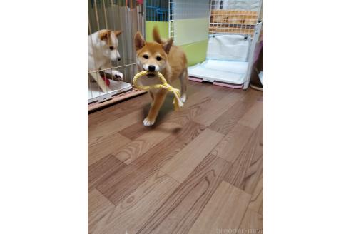 販売中の千葉県の柴犬-356791の9枚目
