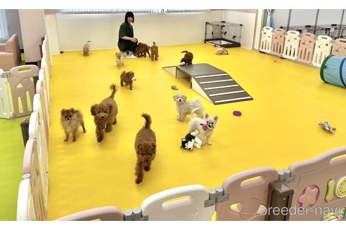 成約済の神奈川県のミックス犬-362651の2枚目
