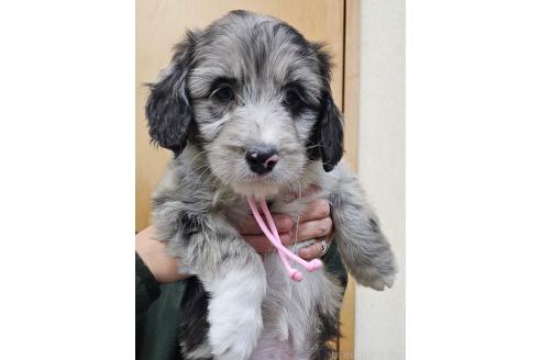 成約済の長野県のミックス犬-355911の1枚目