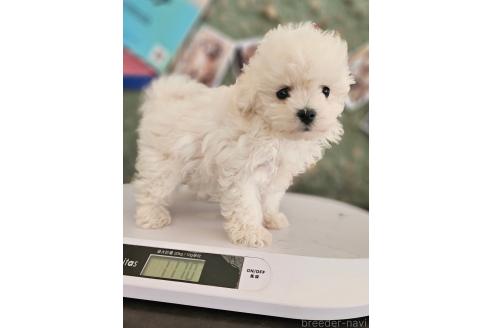 成約済の長野県のマルプー:マルチーズ×トイプードル-359068の5枚目
