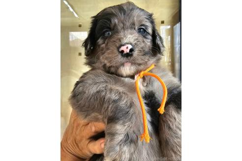 成約済の長野県のミックス犬-356122の27枚目