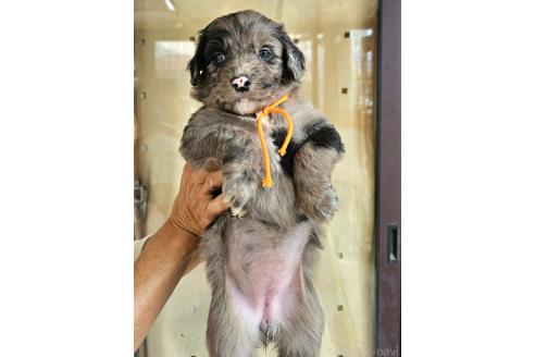 成約済の長野県のミックス犬-356122の26枚目