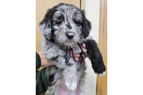 成約済の長野県のミックス犬-355905の1枚目
