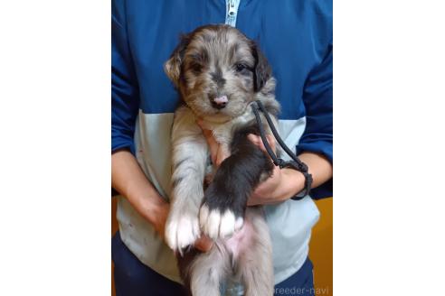 成約済の長野県のミックス犬-355905の3枚目