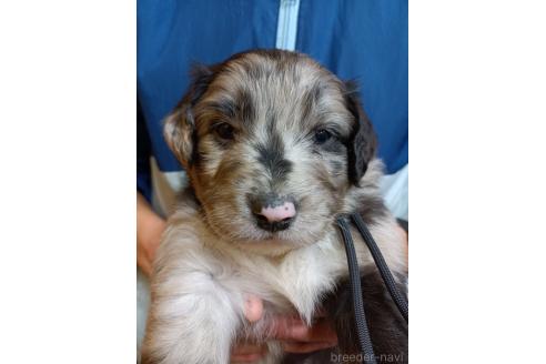 成約済の長野県のミックス犬-355905の2枚目