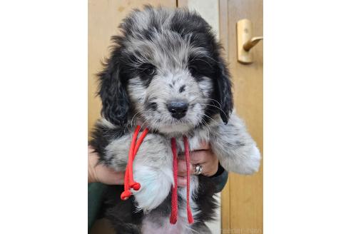 成約済の長野県のミックス犬-355908の1枚目