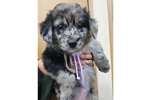 成約済の長野県のミックス犬-355909の1枚目