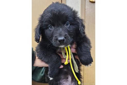 成約済の長野県のミックス犬-355912の1枚目