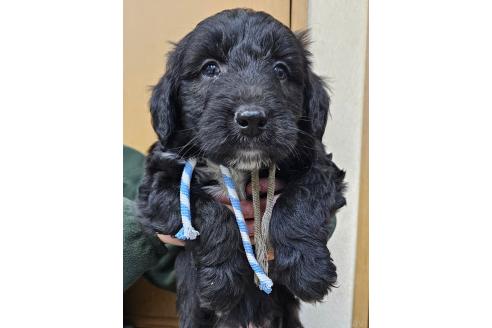 成約済の長野県のミックス犬-355913の1枚目