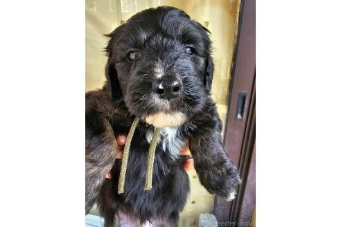 成約済ののミックス犬-356114