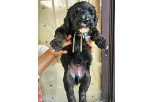 成約済の長野県のミックス犬-356114の3枚目