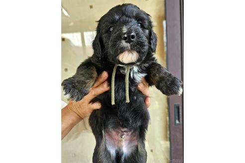 成約済の長野県のミックス犬-356114の2枚目