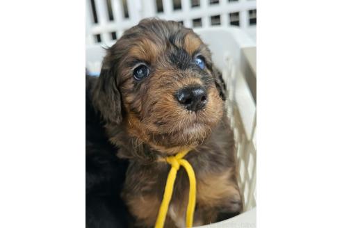 成約済の長野県のミックス犬-356123の11枚目