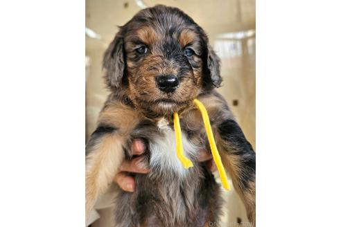 成約済の長野県のミックス犬-356123の9枚目